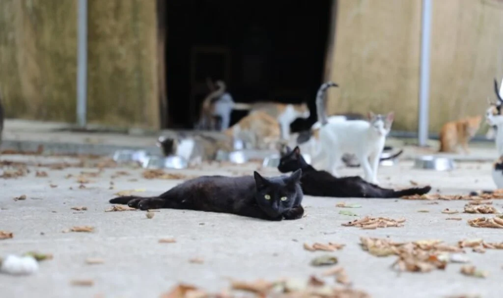 Kedi Kasabası Türkiye'de Örnek Teşkil Ediyor