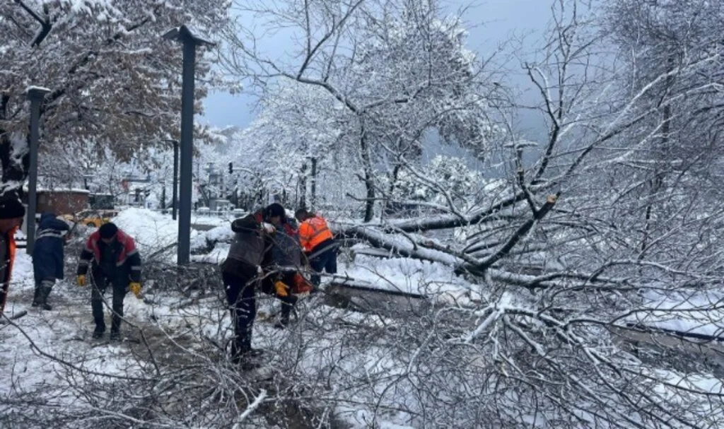 Ordu'da Şiddetli Kar, Ağaçlara Zarar Verdi