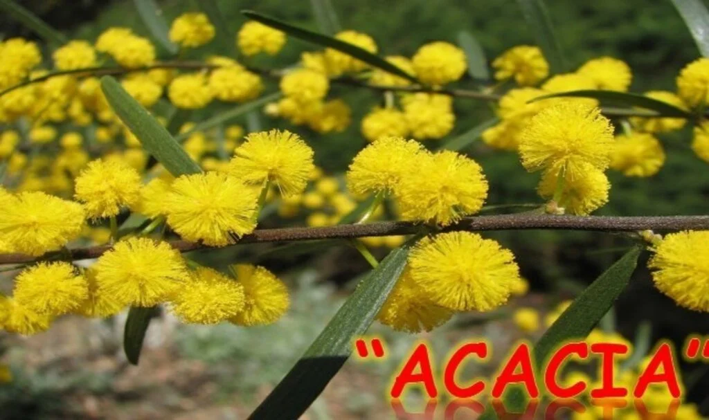Acacıa Akasya Gamı Şurubu Nasıl Kullanılır