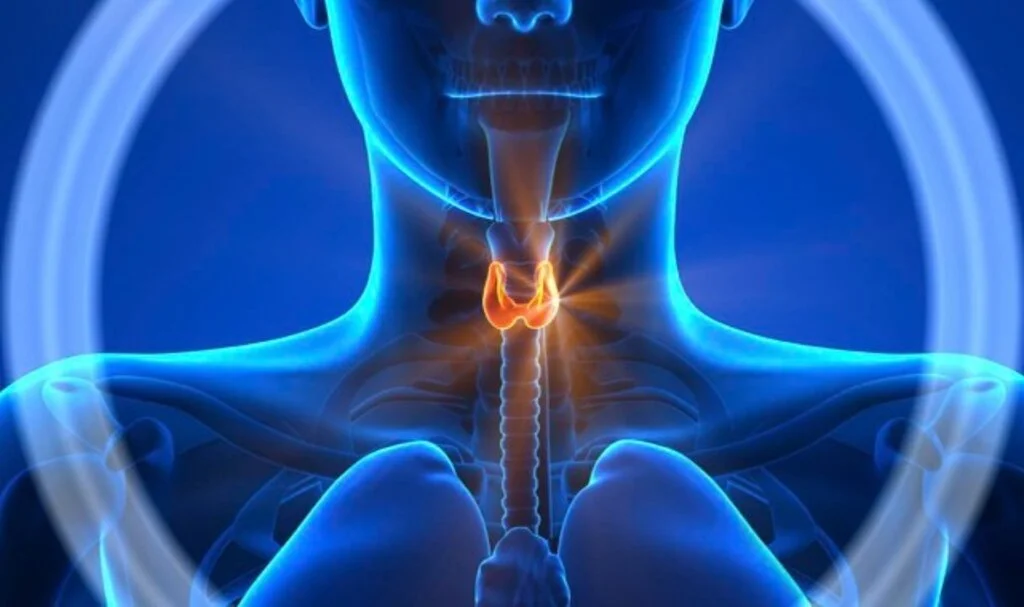 Endokrinoloji Nedir Hangi Hastalıklara Bakar