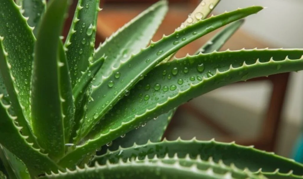 Evde Yetiştirilen Aloe Vera Nasıl Kullanılır