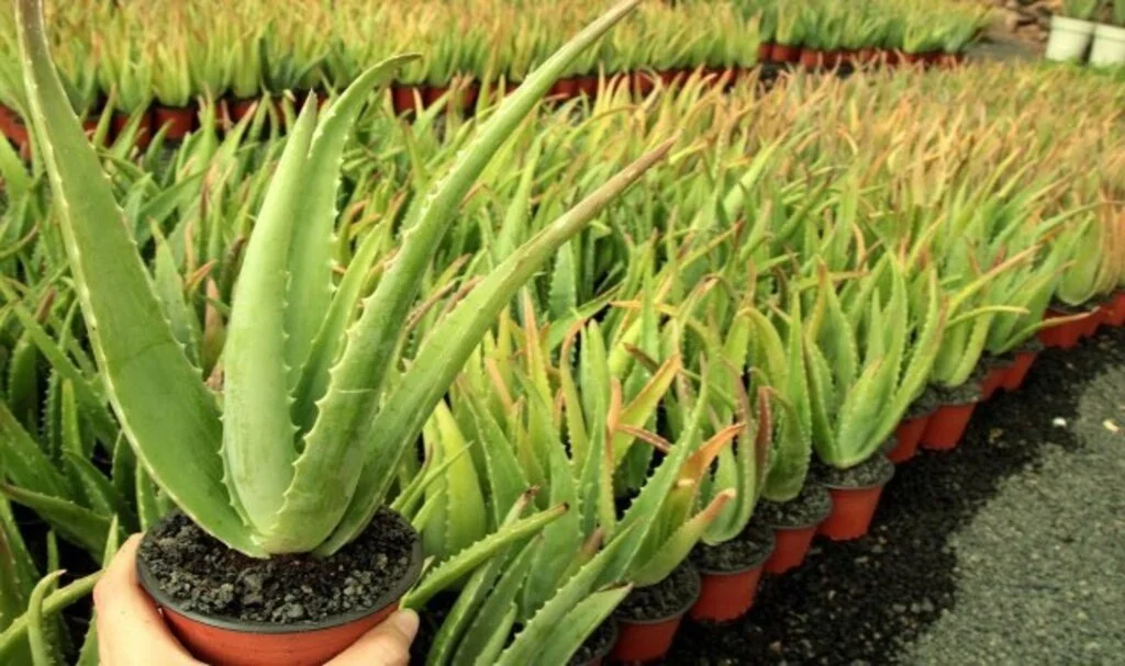 Evde Yetiştirilen Aloe Vera Nasıl Kullanılır