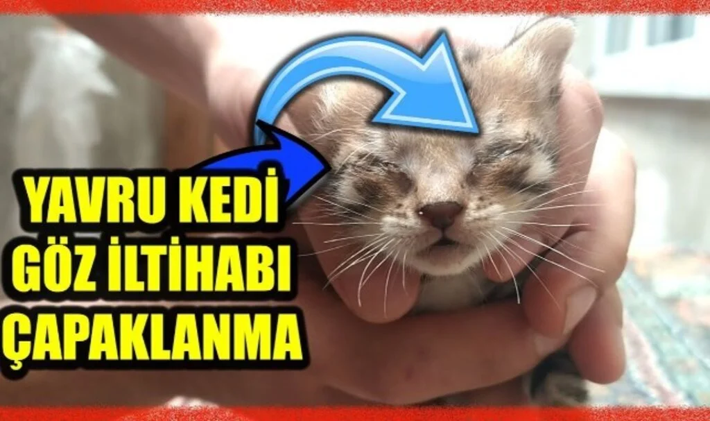 Kedi Göz İltihabı Evde Nasıl Tedavi Edilir