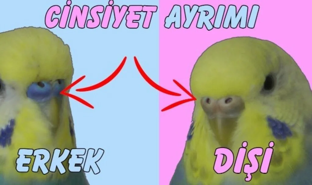 Muhabbet Kuşunun Cinsiyeti Nasıl Anlaşılır