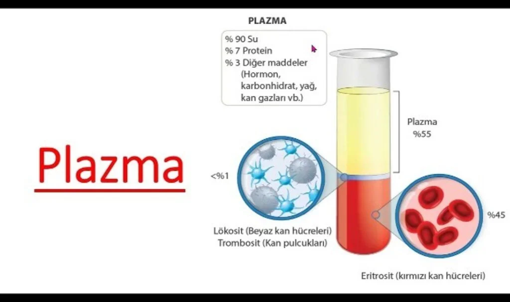 Albümin Serum Plazma Nedir