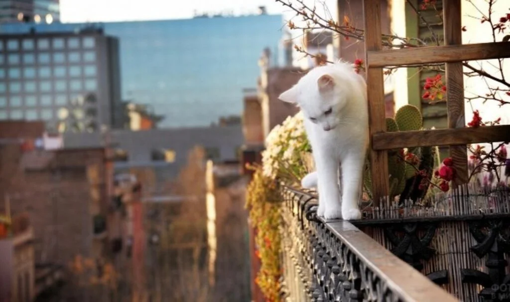 Balkona Kedi Gelmemesi İçin Ne Yapmalı
