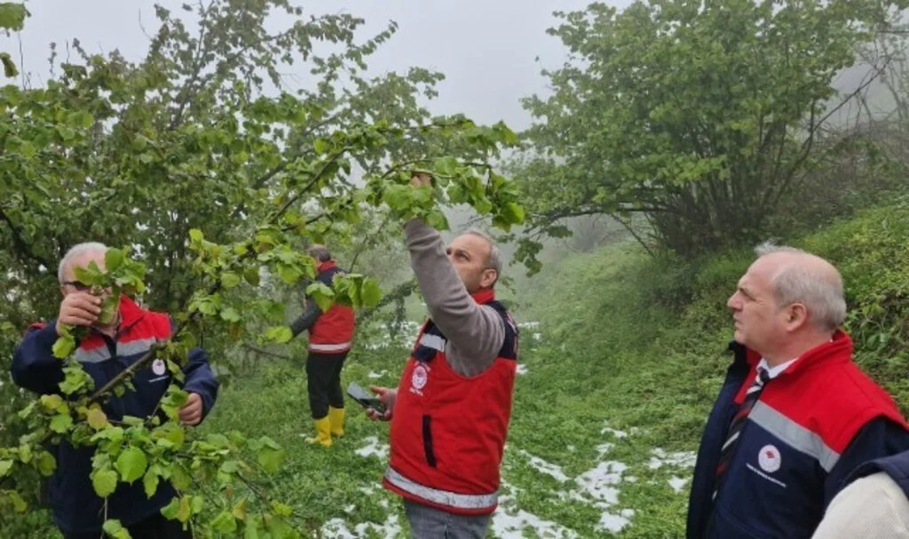 Don Vurdu, Samsun'da Ekipler Sahada! Üreticilere Tarım Sigortası Çağrısı