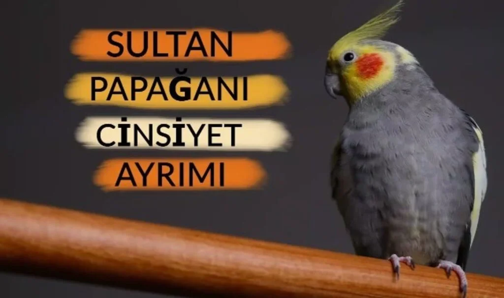 Erkek Sultan Papağanı Nasıl Anlaşılır