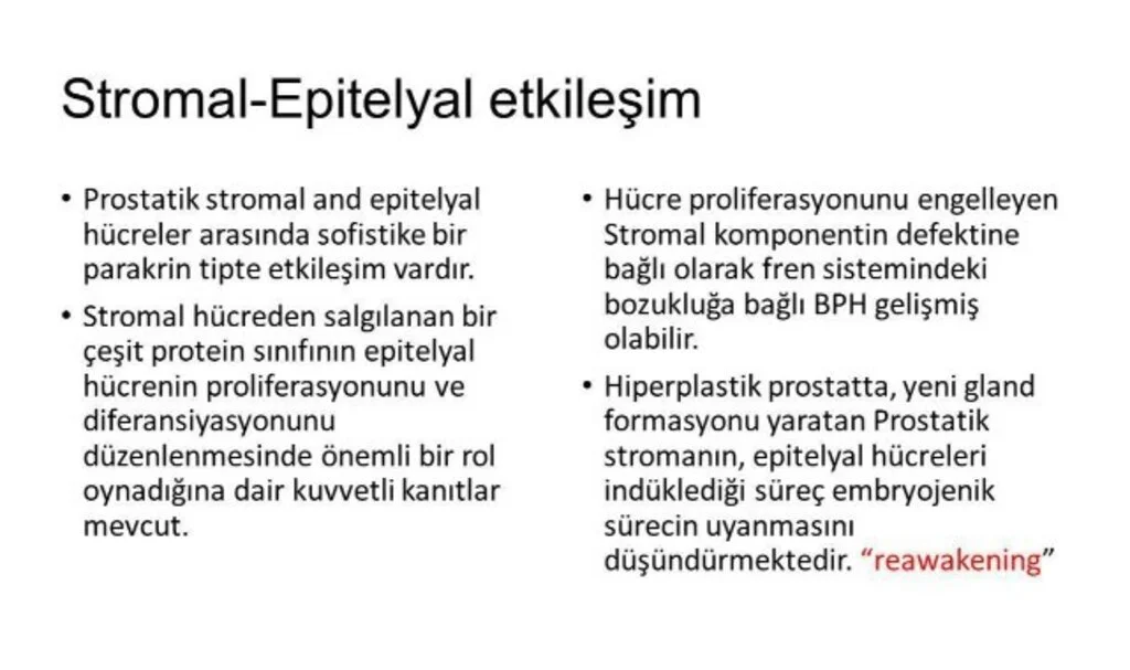 Glandüler Ve Stromal Yıkım Bulguları Nedir