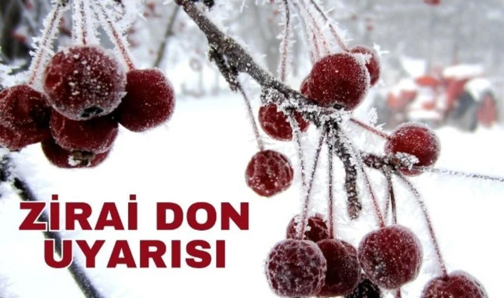 Samsun da Zirai Dondan Nasibini Aldı! Birçok Meyve Türünde Hasar Meydana Geldi