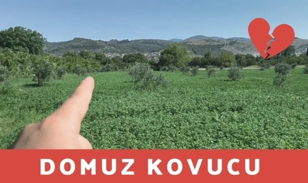 Tarlaya Domuz Girmemesi İçin Ne Yapılır