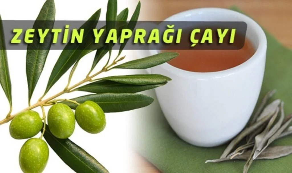 Taze Zeytin Yaprağı Çayı Nasıl Yapılır