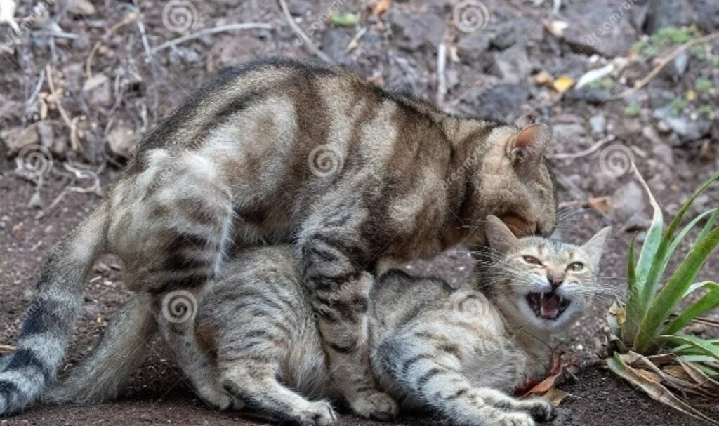 Tecrübesiz Erkek Kedi Nasıl Çiftleşir