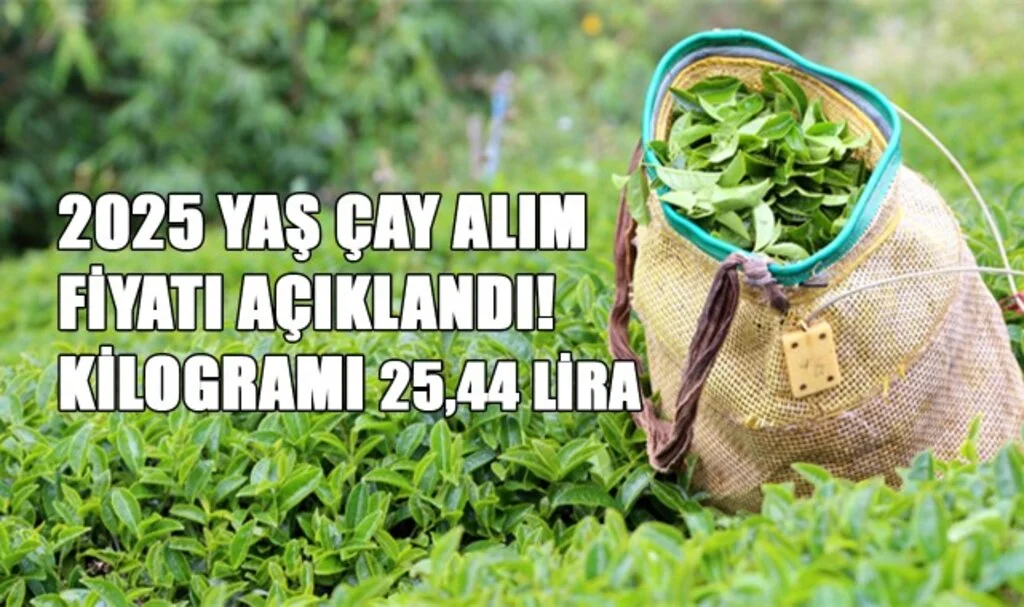 2025 Yaş Çay Alım Fiyatı Açıklandı! Kilogramı 25,44 Lira