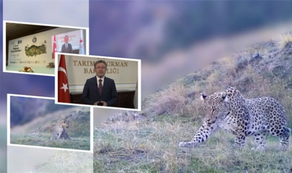 Anadolu Parsı, Türkiye'de Yeniden Görüntülendi