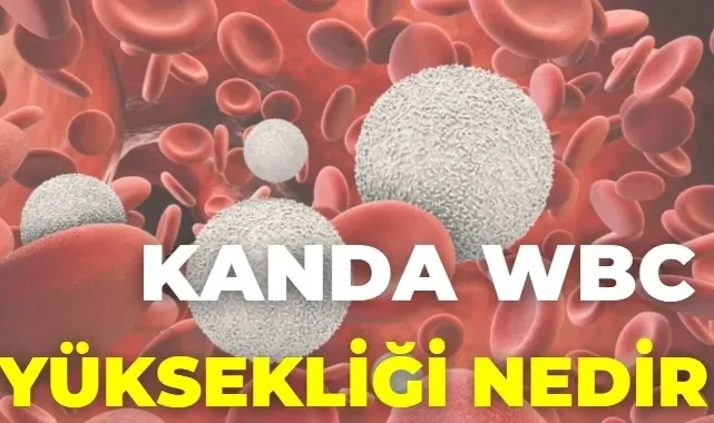 Kanda Wbc Yüksekliği Nedir