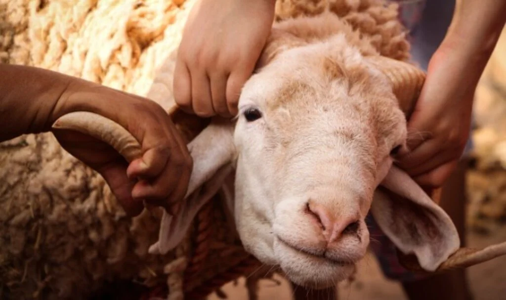 Kurban Bayramı Öncesi Kurbanlıklar İçin Sıkı Tedbirler Alındı