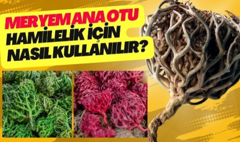 Meryem Ana Otu Doğumda Nasıl Kullanılır