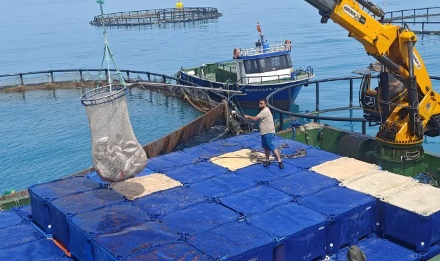 Türk Somonu Hasadı Yakakent'te Yapıldı: Samsun'un Balıkçılık Potansiyeli Vurgulandı