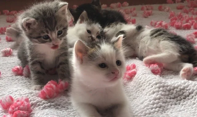 Yavru Kedi Cinsiyeti Nasıl Anlaşılır