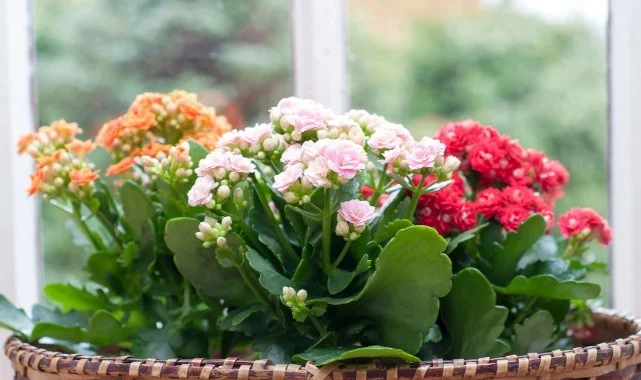 Kalanchoe Çiçeği Nasıl Canlandırılır