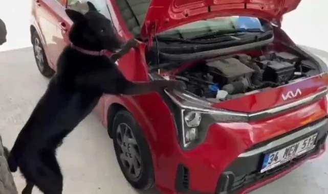 Narkotik Dedektör Köpeği Çakır'dan Samsun'da Uyuşturucu Avı! 