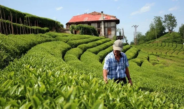 Rize Çayı İhracatı Yüzde 40 Arttı: Dünya Pazarında Yükseliş Devam Ediyor