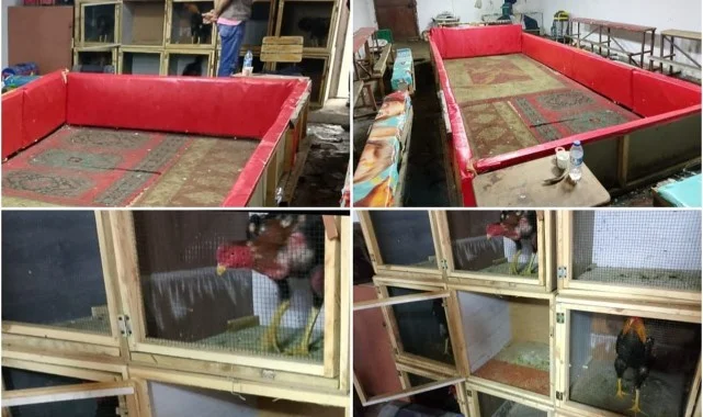 Samsun'da Horoz Dövüşüne Baskın! Çok Sayıda Ceza Kesildi