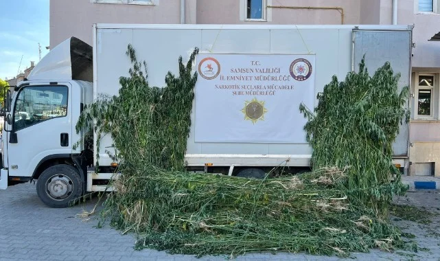 Tarla İçinde Gizli Tarla! Samsun'da 5 Binden Fazla Kenevir Ele Geçirildi