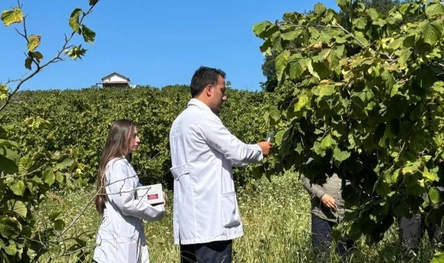 Samsun'da Tarımda Yeni Adım: 1 Milyonun Üzerinde Samuray Arısı Doğaya Salındı
