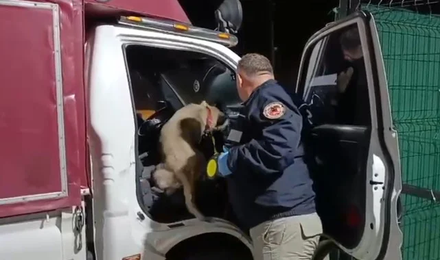 Narkotik Köpeği Şila, Samsun'da Ev Eşyalarının Arasına Gizlenen Uyuşturucuyu Ortaya Çıkardı