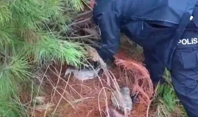 Samsun'da Canlı Bıldırcınla Kurulan Kaçak Av Düzeneği Çökertildi