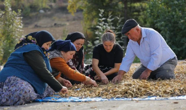 Samsun’da Sözleşmeli Tarım Modeli: Fasulye Üretimi Sosyal Destekle Buluştu