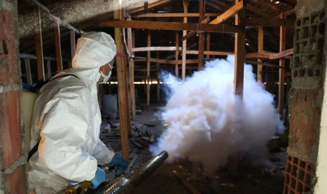 Samsun’da Kahverengi Kokarcaya Karşı Kışlak Mücadelesi Sürüyor