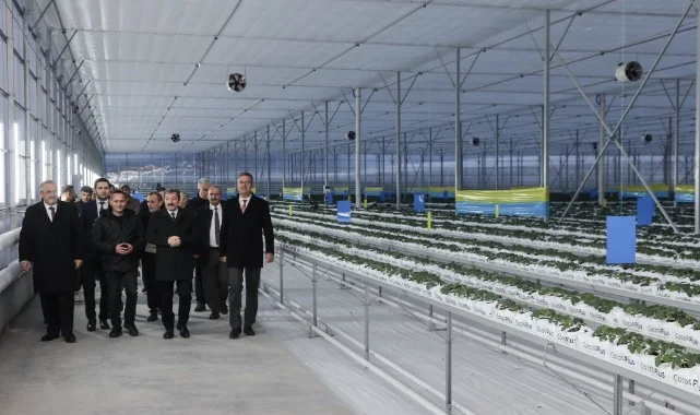 Bafra Sera Organize Tarım Bölgesi’nde Üretim Yerinde İncelendi