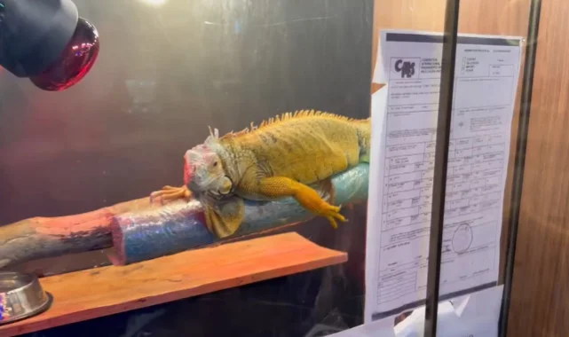 Samsun'da Kaçak Egzotik Hayvan Ticareti Engellendi