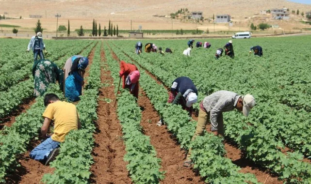 Tarım İşçilerinin Ücretleri 2025’te Yüzde 40’a Yakın Arttı