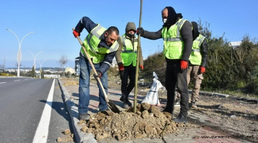 ALİAĞA’YI PAVLONYA AĞAÇLARI SÜSLEYECEK