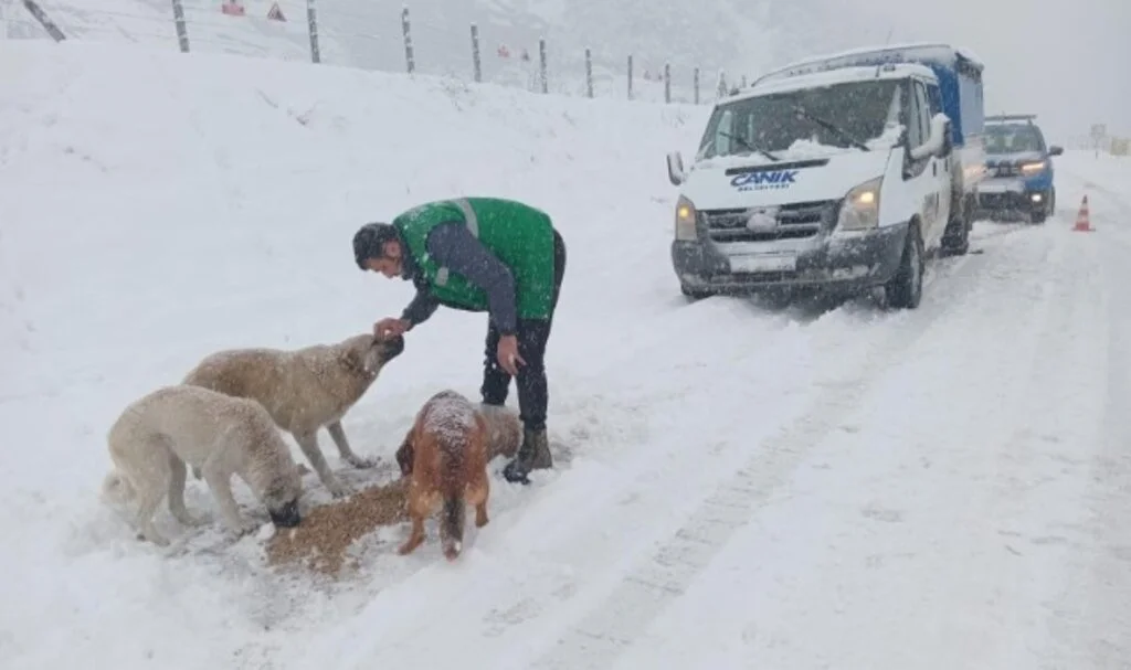 Can Dostların İmdadına Canik Belediyesi Koştu 