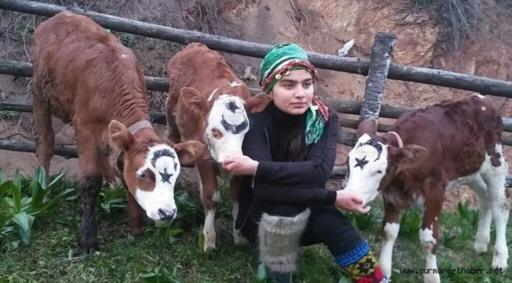 Heidi, Hamdu Sena 'Milli Dayanışma Kampanyası'na 3 buzağı bağışladı