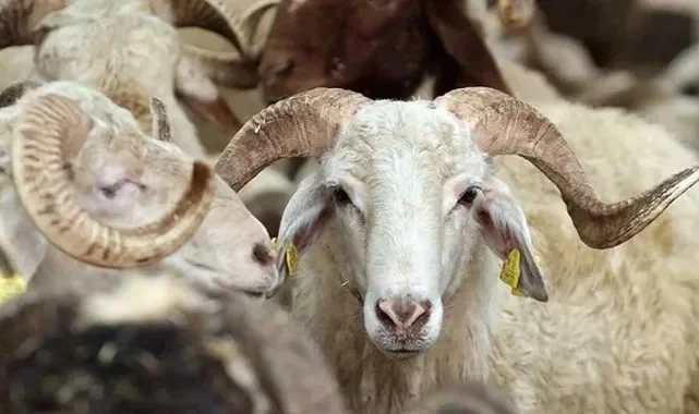 Kurban Hizmetleri Tebliği Resmi Gazete’de Yayımlandı