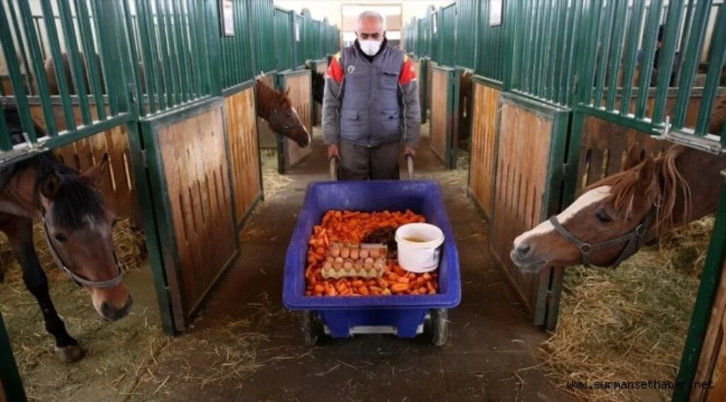 Safkan Arap atlarına pekmez, kayısı ve yumurtalı özel kış menüsü