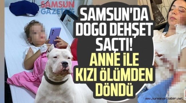 Samsun'da Dogo dehşet saçtı!