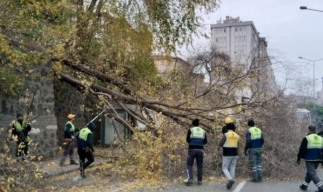 Samsun'da Kuvvetli Rüzgar Ağaç Devirdi, Olası Facia Son Anda Önlendi