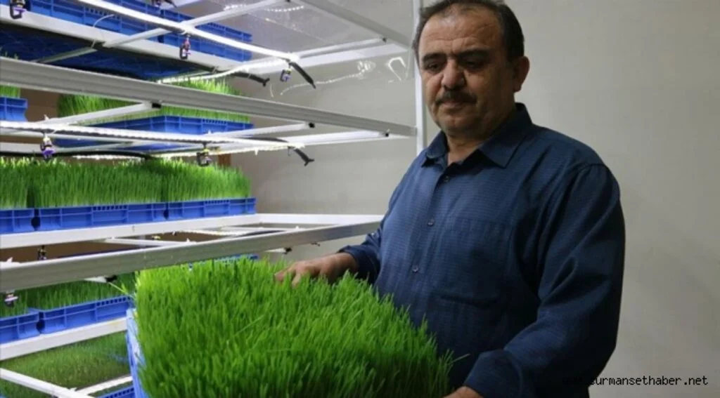 Sigaraya vereceği parayla hayvanları için taze ot yetiştiriyor